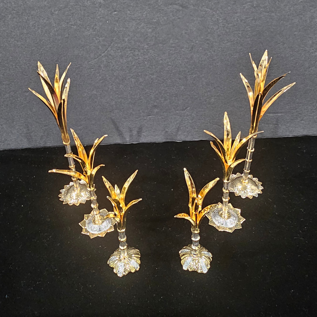 Silver Sugarcane plants
