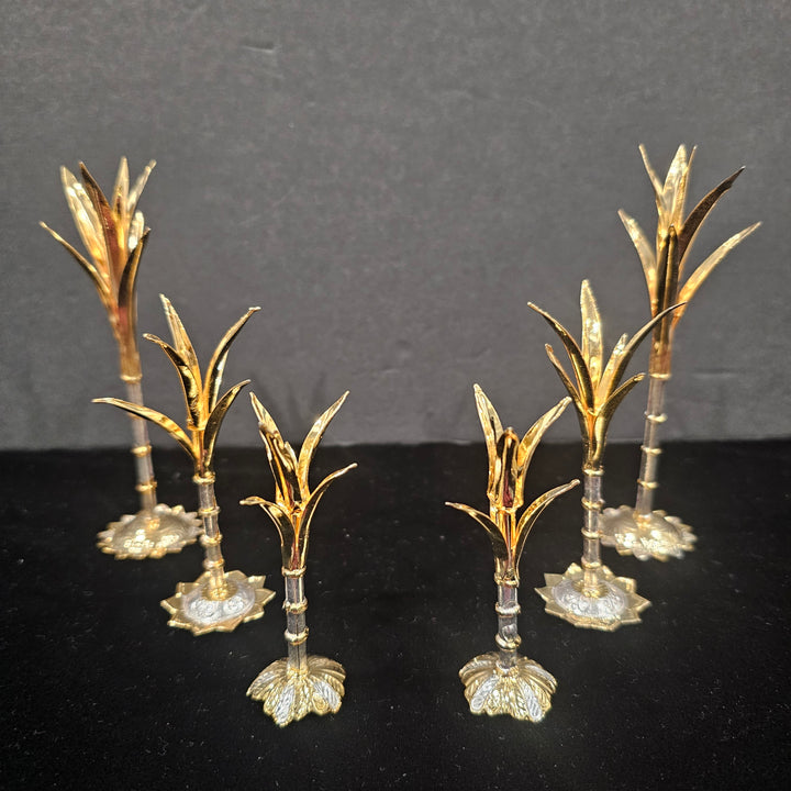 Silver Sugarcane plants
