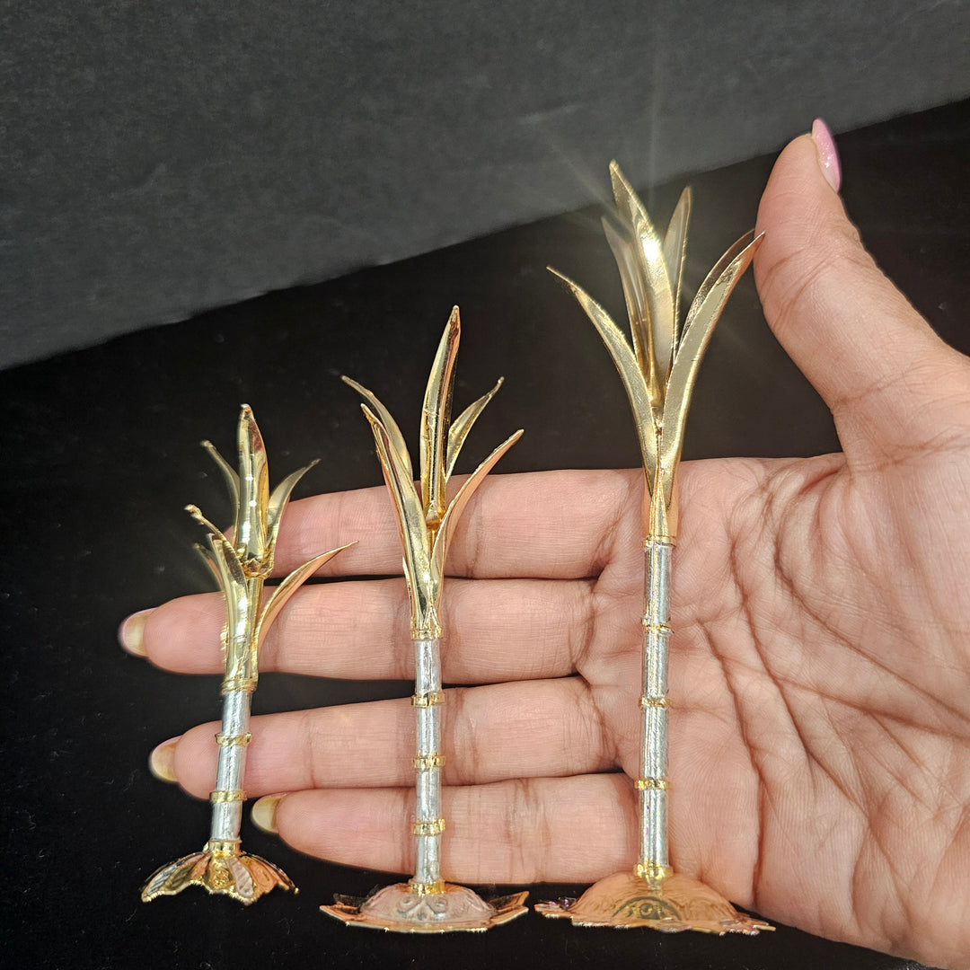 Silver Sugarcane plants
