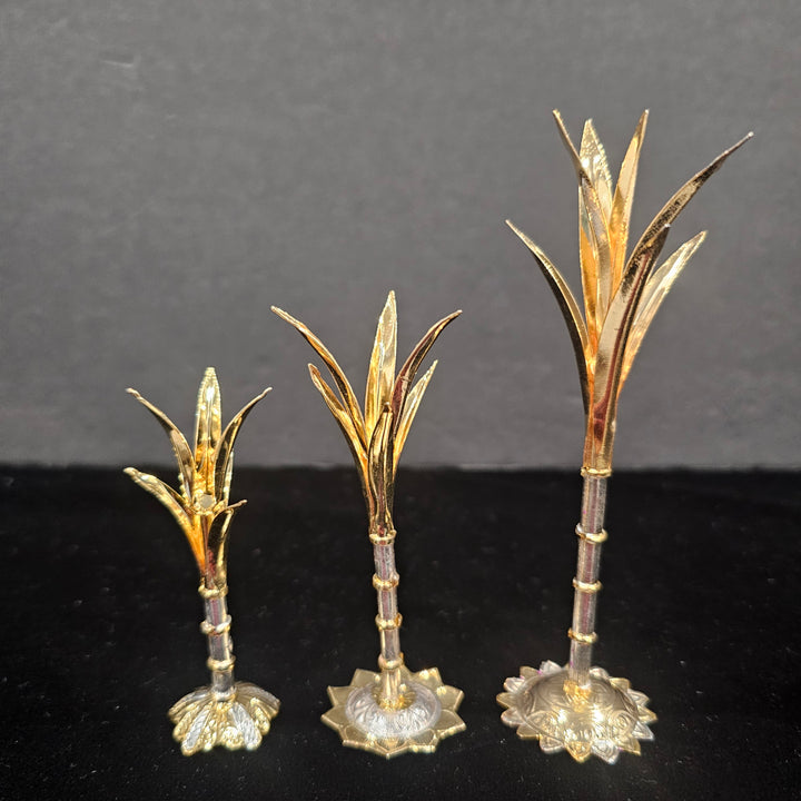 Silver Sugarcane plants