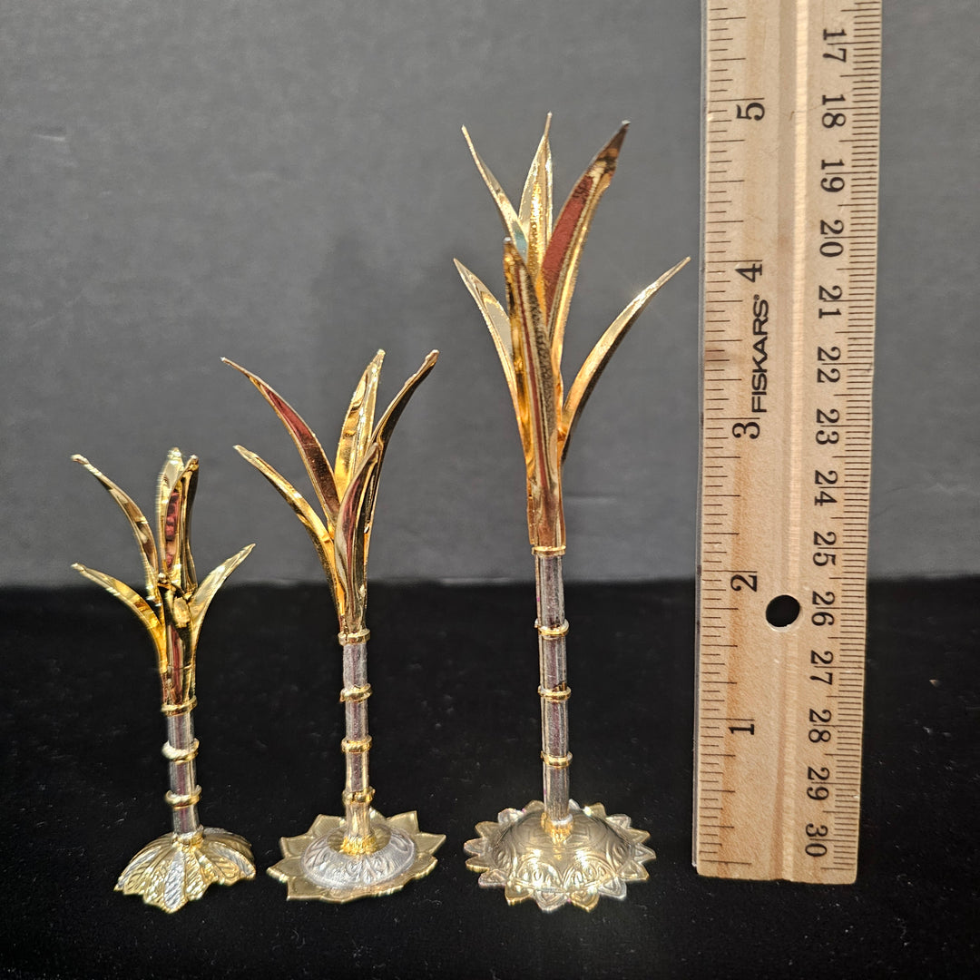 Silver Sugarcane plants