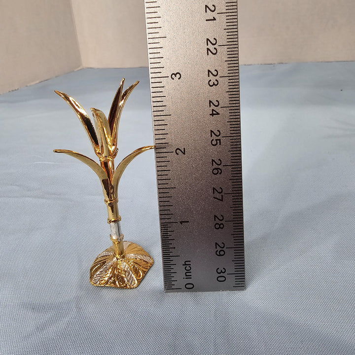 Silver Sugarcane plants