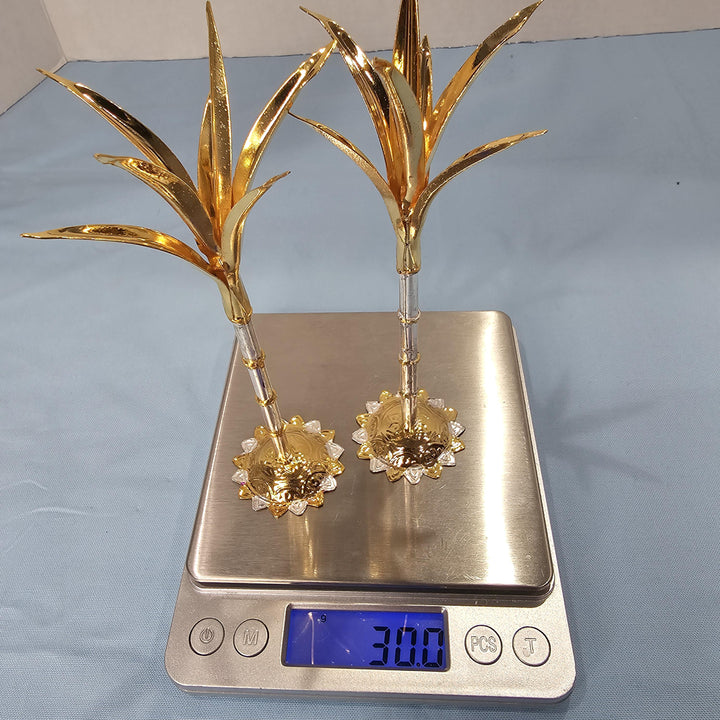 Silver Sugarcane plants