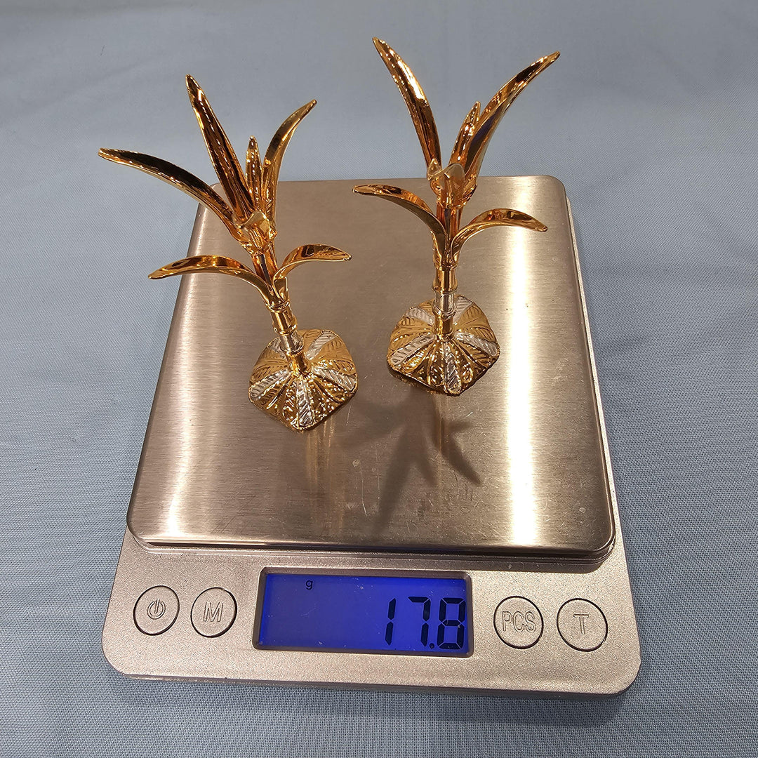 Silver Sugarcane plants