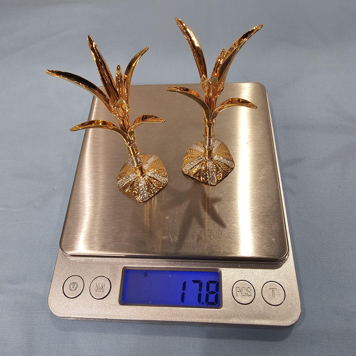 Silver Sugarcane plants