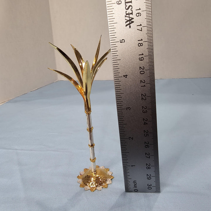 Silver Sugarcane plants