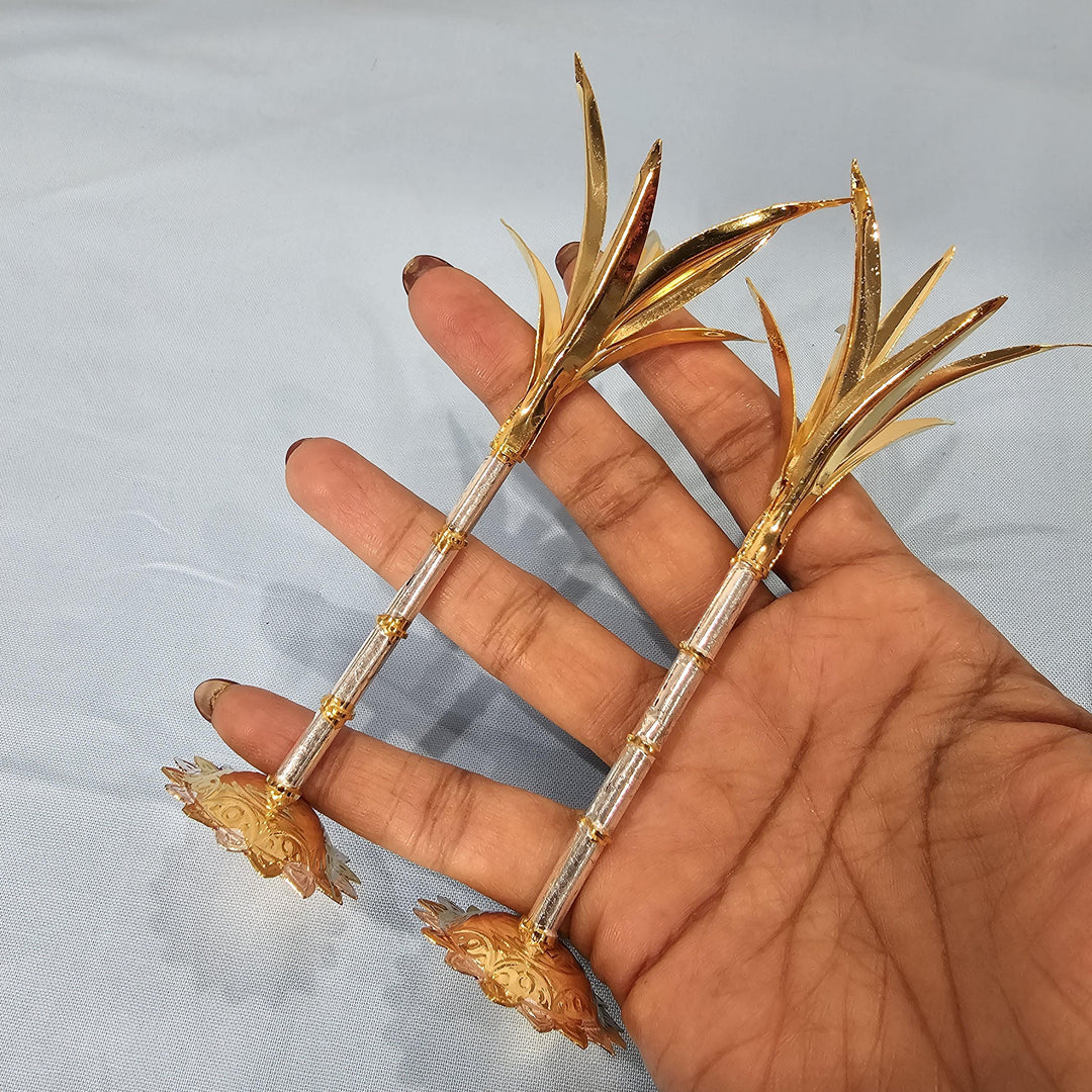 Silver Sugarcane plants