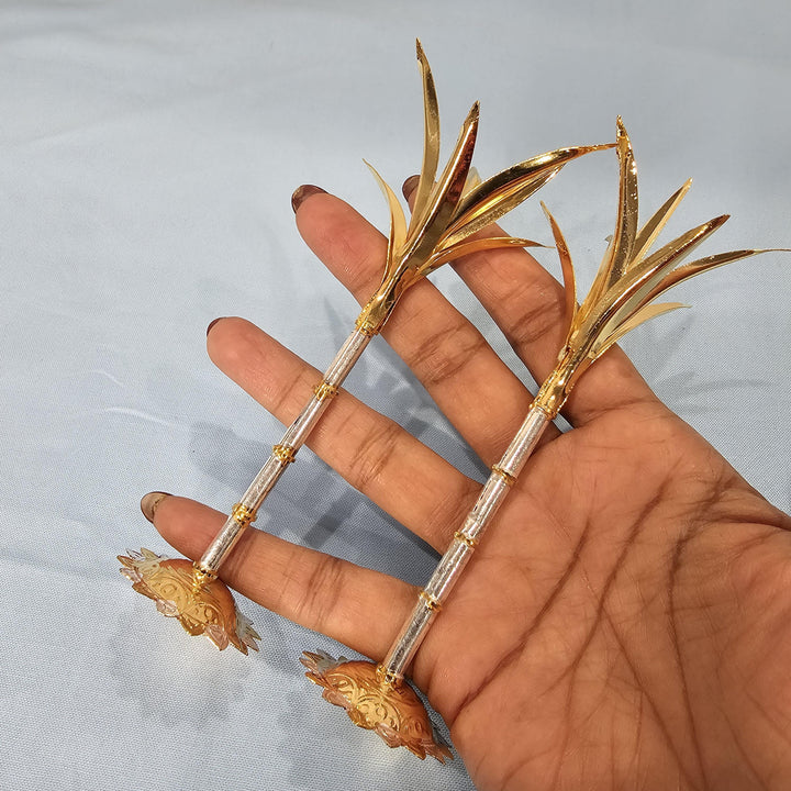 Silver Sugarcane plants