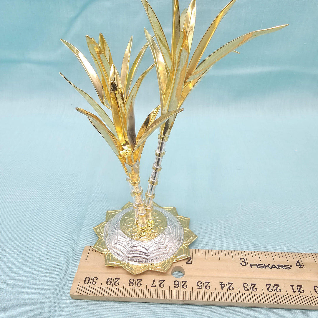 silver Sugarcane plants