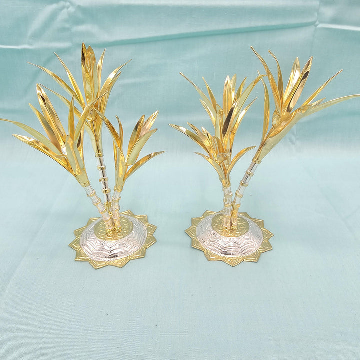 silver Sugarcane plants