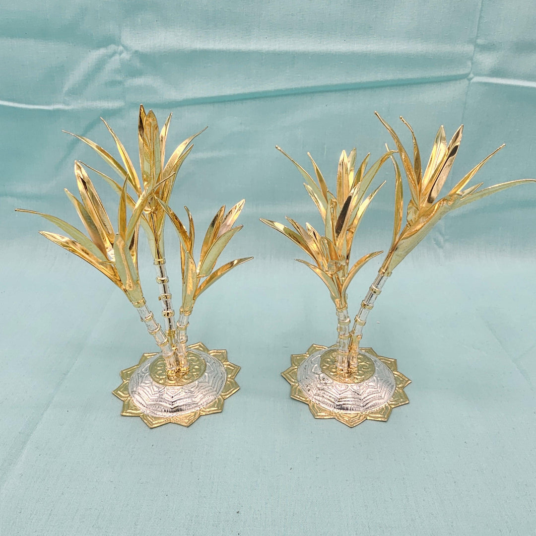 silver Sugarcane plants