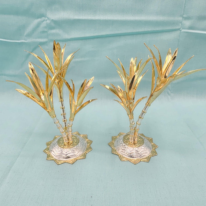 silver Sugarcane plants