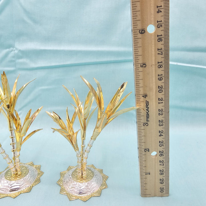 silver Sugarcane plants
