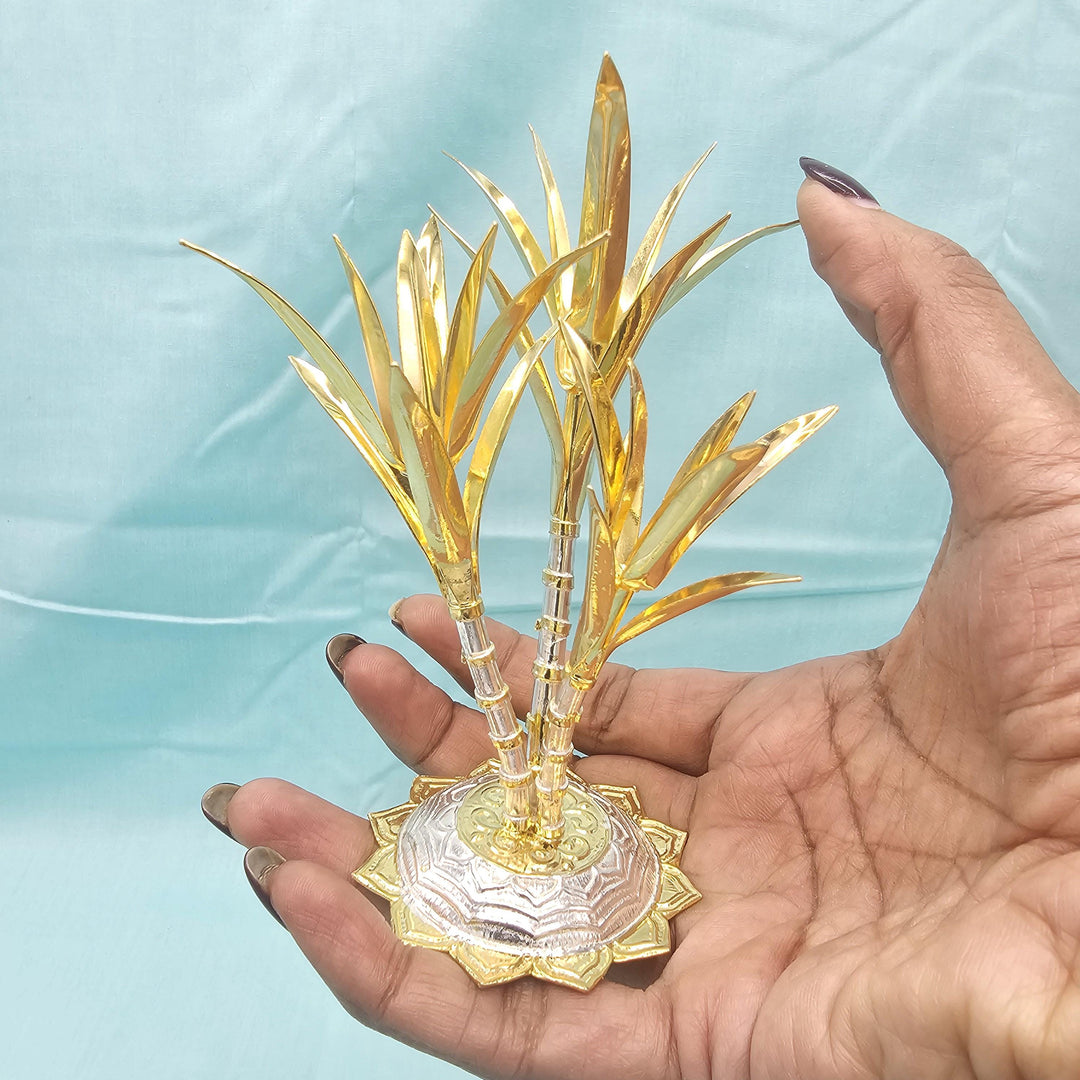 silver Sugarcane plants