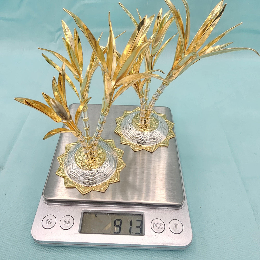 silver Sugarcane plants
