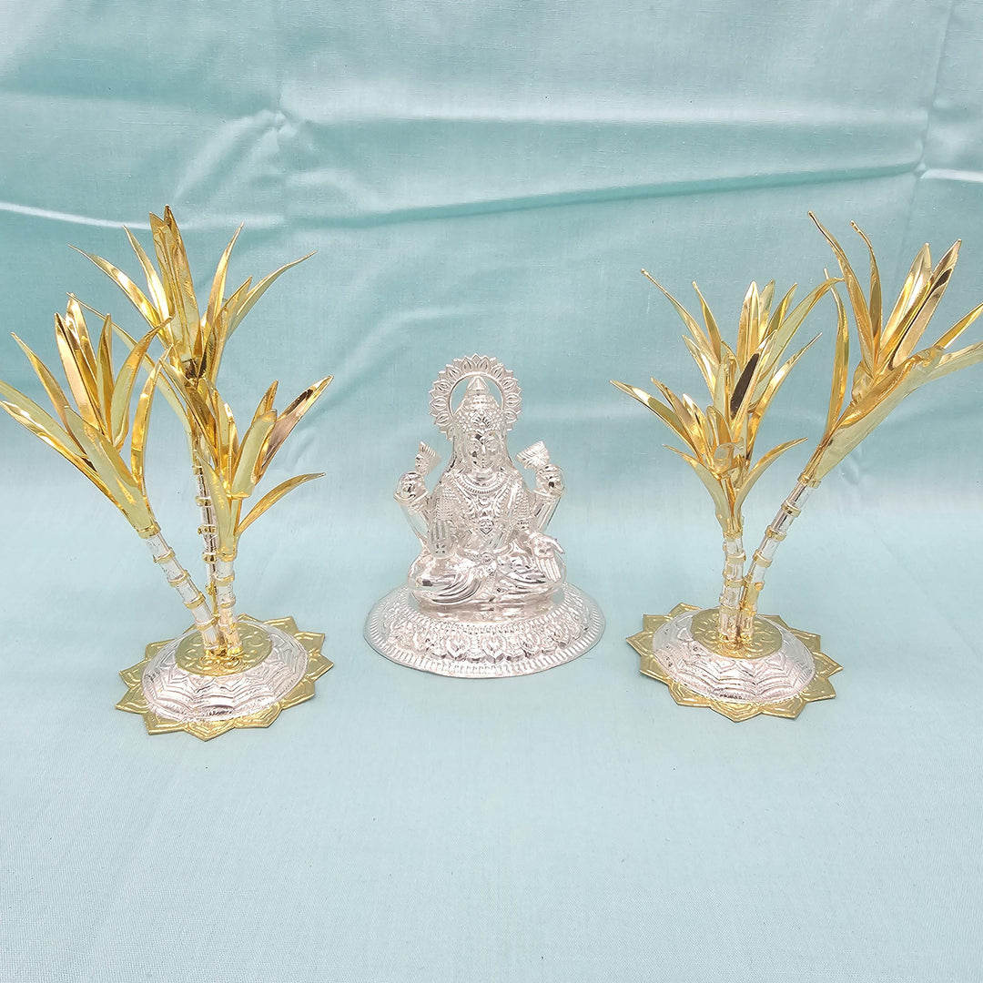silver Sugarcane plants